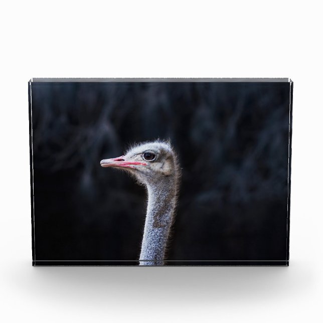 ostrich portrait     photo block (Front)