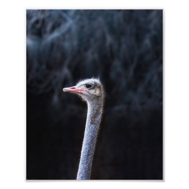 ostrich portrait     photo print (Front)