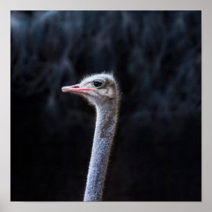ostrich portrait    poster