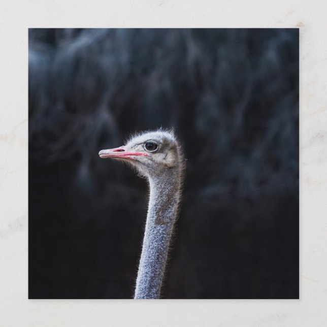 ostrich portrait     programme (Front)