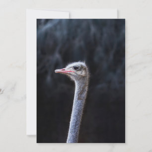 ostrich portrait save the date
