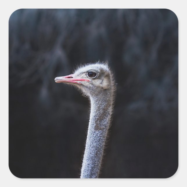 ostrich portrait    square sticker (Front)