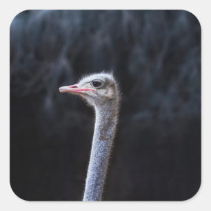 ostrich portrait    square sticker