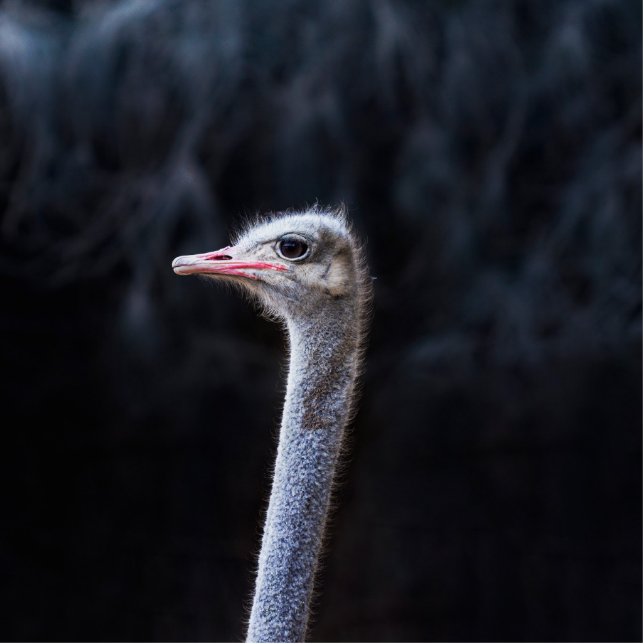 ostrich portrait   standing photo sculpture (Front)