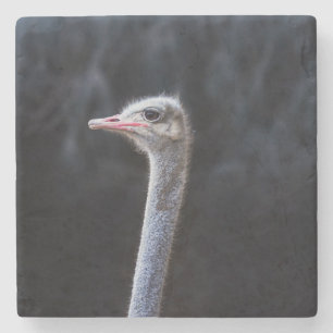 ostrich portrait   stone coaster