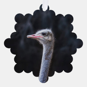 ostrich portrait tree decoration card