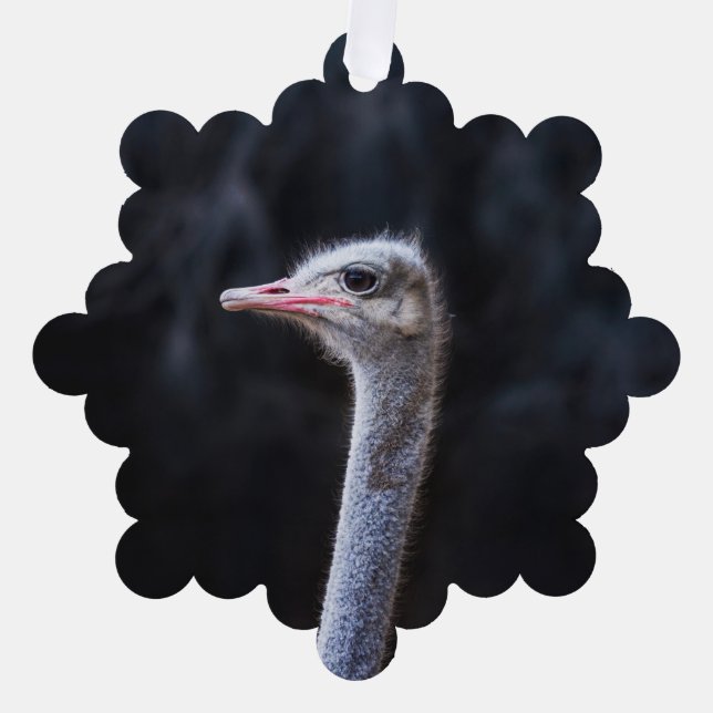ostrich portrait  tree decoration card (Front)