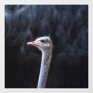 ostrich portrait window cling