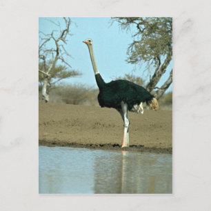 Ostrich Postcard
