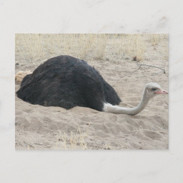 Ostrich Postcard (Front)
