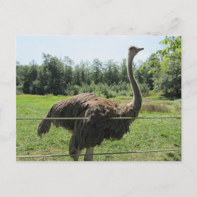 Ostrich Postcard (Front)