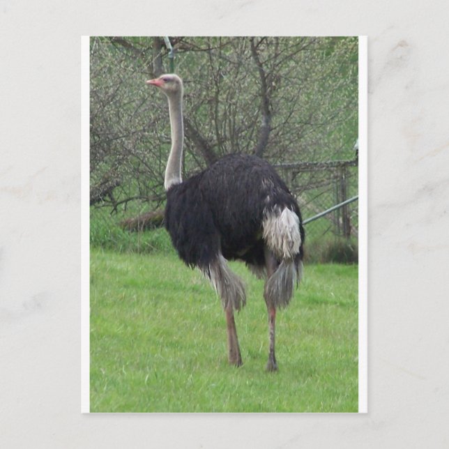 Ostrich Postcard (Front)