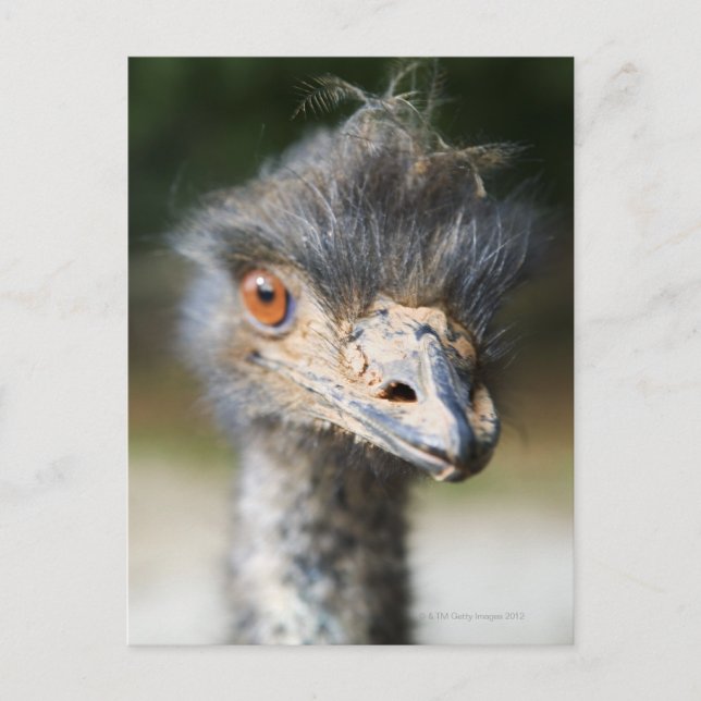 Ostrich Postcard (Front)