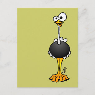 Ostrich Postcard
