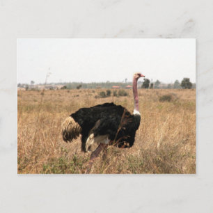 ostrich postcard