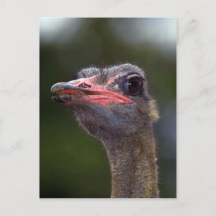 Ostrich Postcard