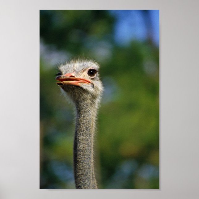 Ostrich Poster (Front)