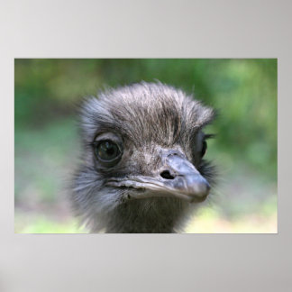 Ostrich Poster