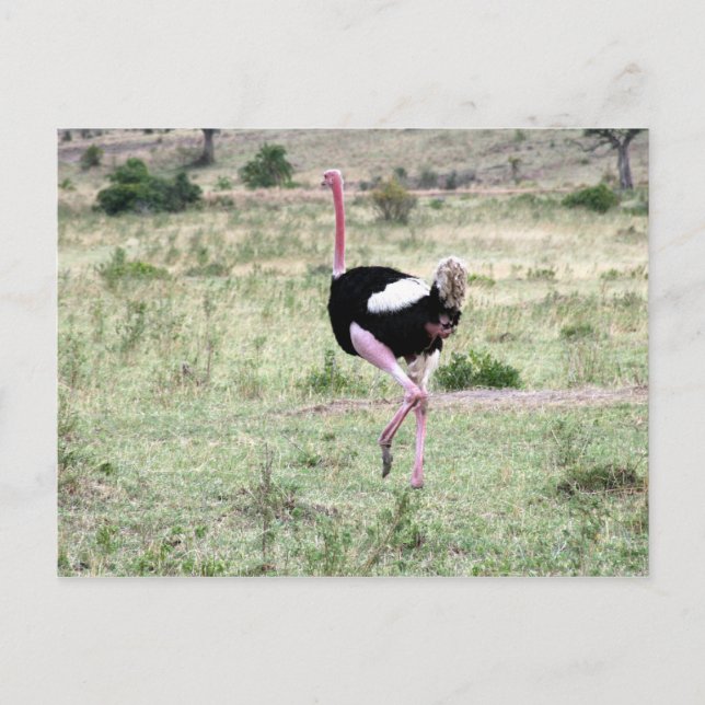 ostrich run postcard (Front)