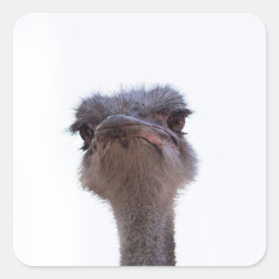 ostrich square sticker