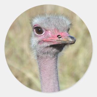 Ostrich Sticker 2