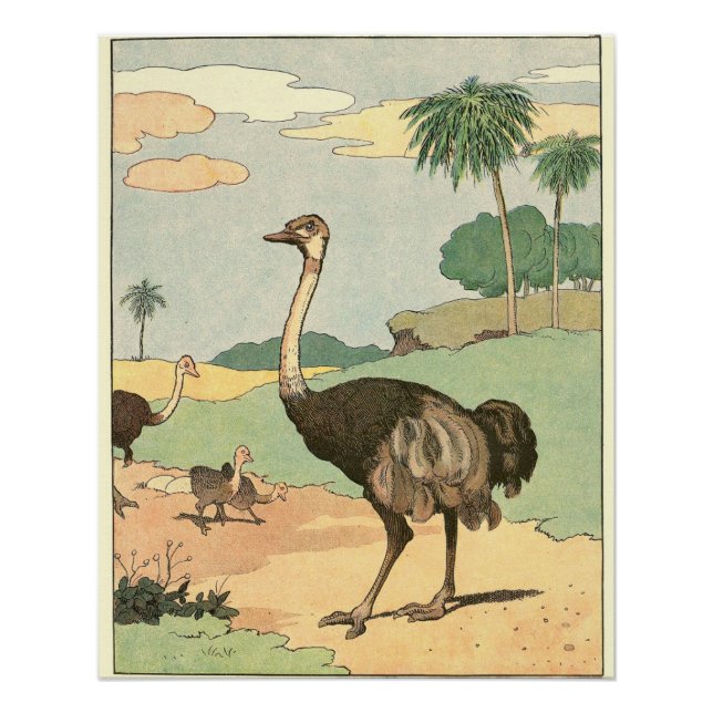 Ostrich Storybook Drawing Poster (Front)