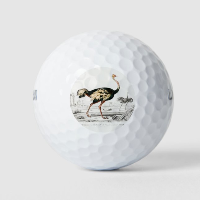 Ostrich Struthio Flightless Illustration Golf Balls (Front)