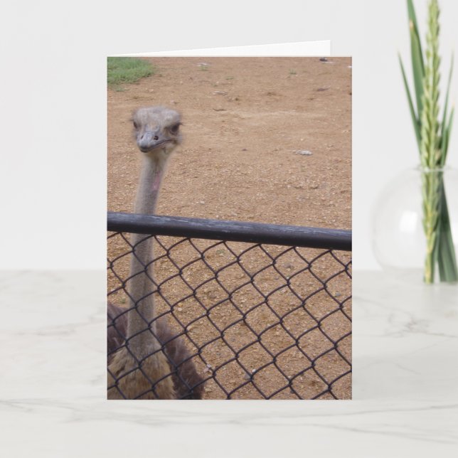 "Ostrich" Thank You Card (Front)