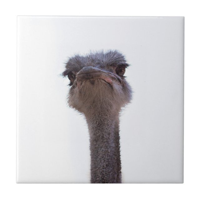 ostrich tile (Front)