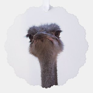 ostrich tree decoration card