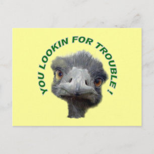 Ostrich trouble postcard