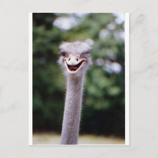 Ostrich Winking - Funny Postcard