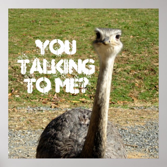 Ostrich You talking to Me? Poster (Front)