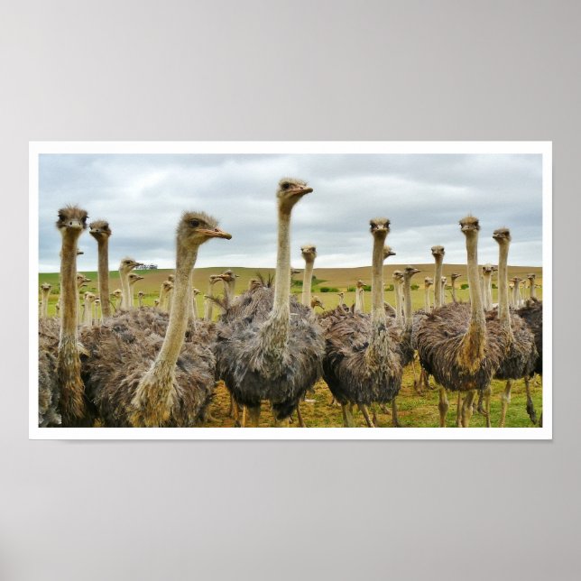 Ostriches in a Field Poster (Front)