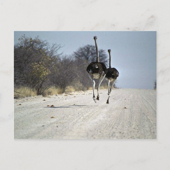 Ostriches running postcard (Front)