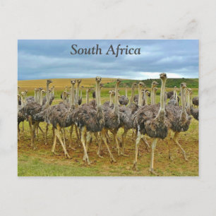 Ostriches South Africa Postcard