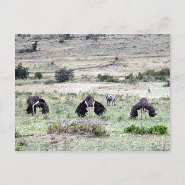 ostriches three postcard (Front)