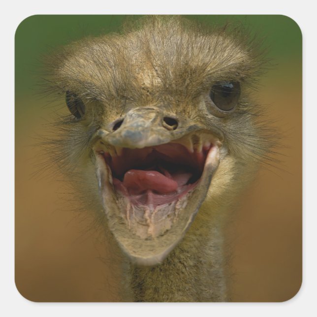 Ostrich's Embrace Square Sticker (Front)