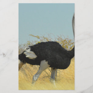 Ostrige out for a run stationery