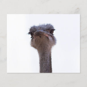 Ostrish Coffee Mug Invitation Flyer