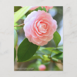 Otake-tsubaki: Camellia [Postcard] Postcard