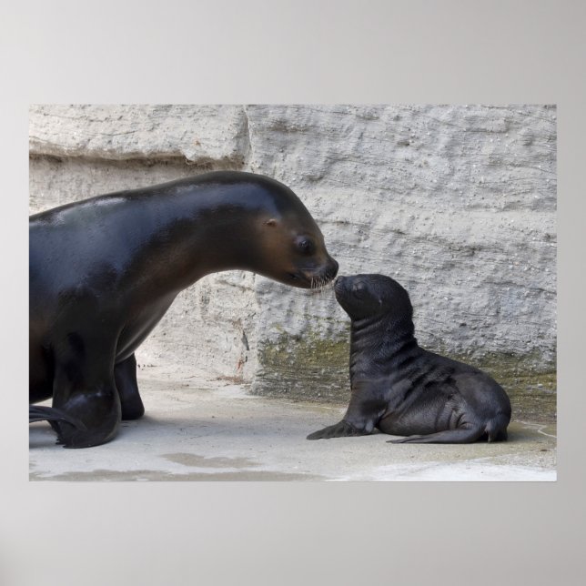 Otaria flavescens poster (Front)