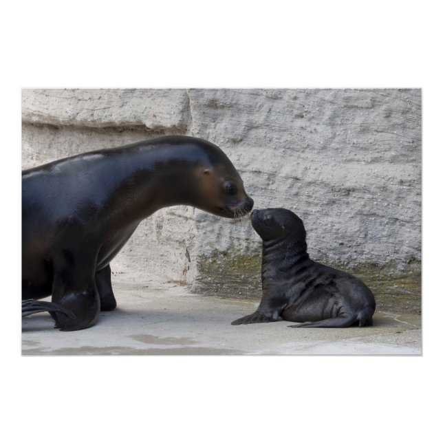 Otaria flavescens poster (Front)