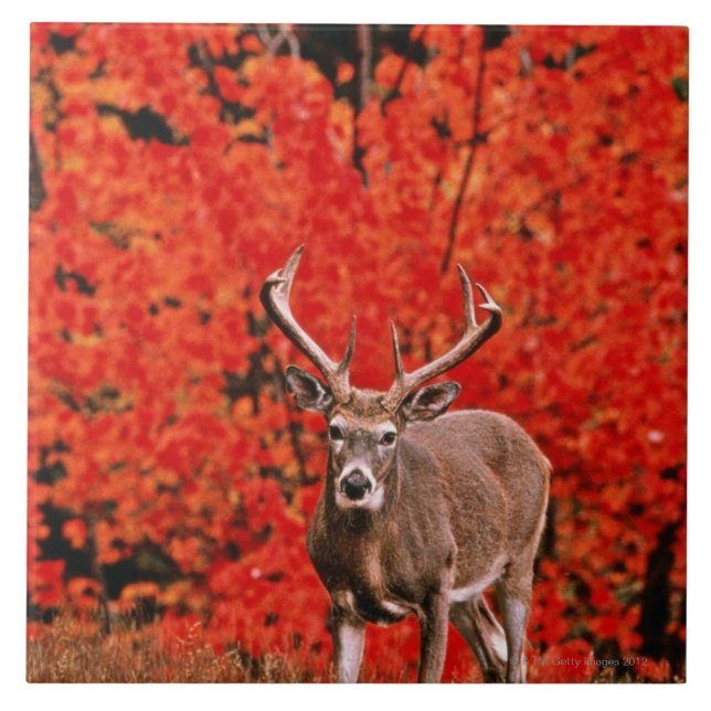 Other common name: Virginia deer. Near Lake Tile (Front)