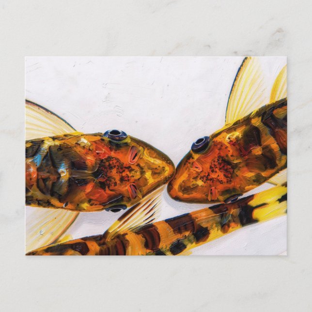 Otocinclus zebra fish tank postcard (Front)
