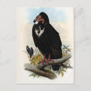 Otogyps Calvus. Black Vulture Postcard