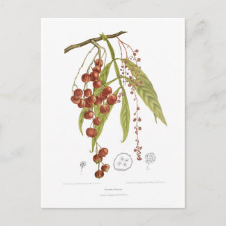 Otorpha alata postcard
