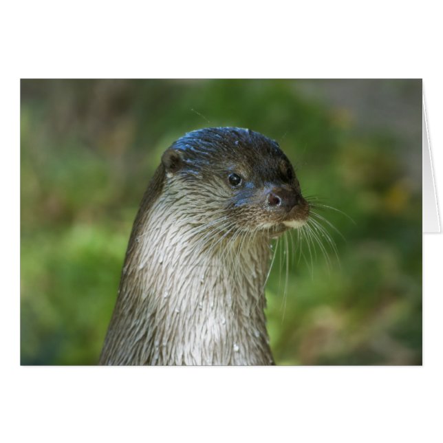 Otter (Front Horizontal)
