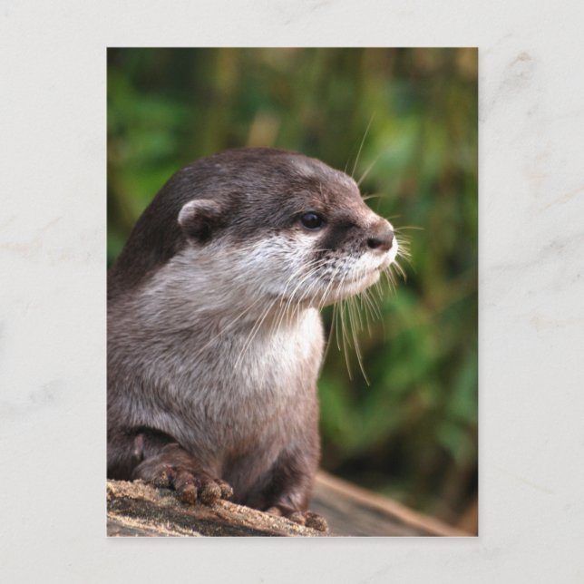 otter-342 postcard (Front)