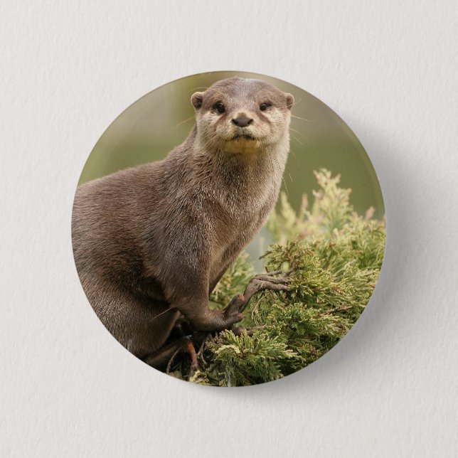 Otter Button (Front)